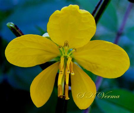 Flower